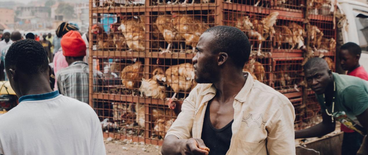 uganda market with chickens in cages