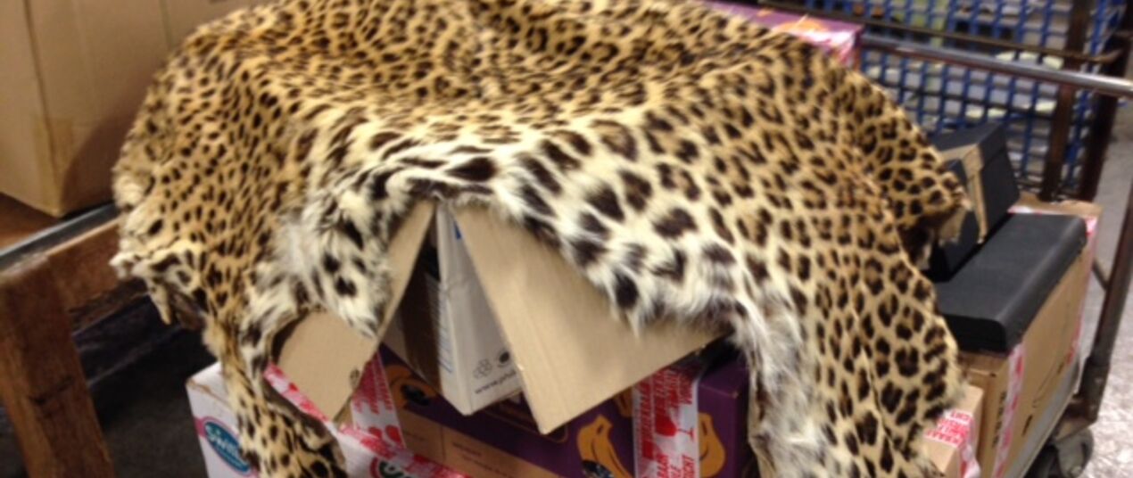 a leopard skin atop crates and other packages, seized from airport cargo.