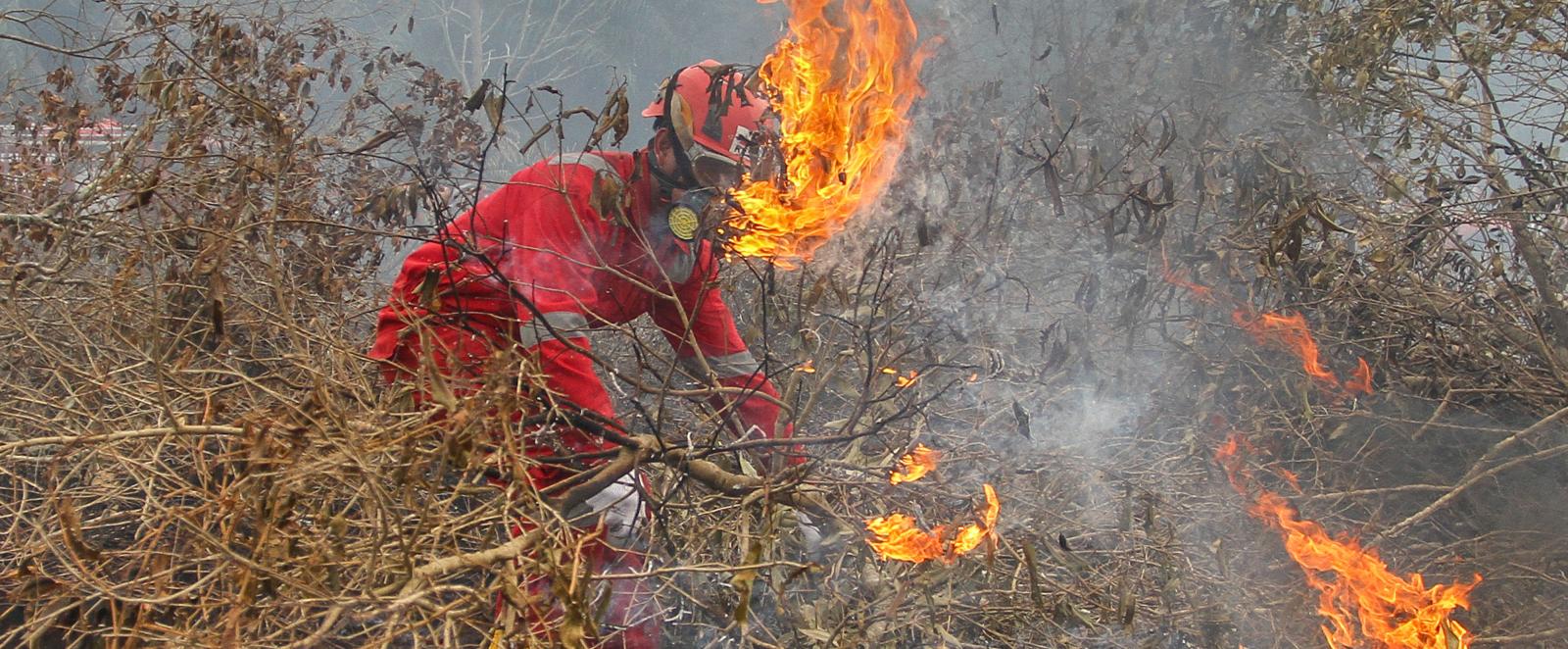 Forest and land fires still loom