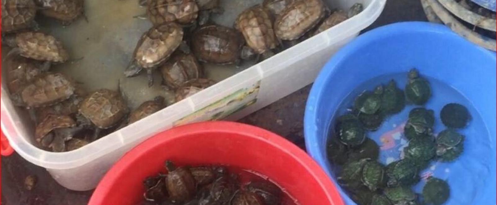 trafficked turtles being sold in tubs