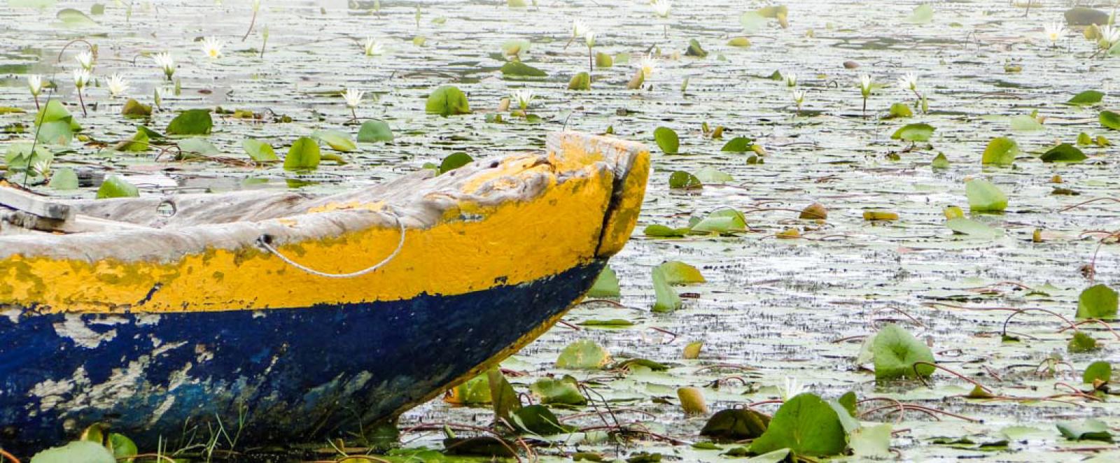 a boat on a lake with many green leaves and plants around it