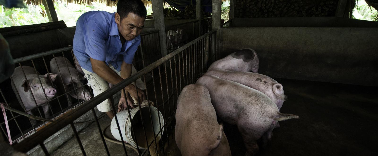pigs in vietnam