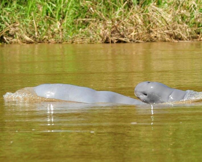 Two dolphins in the Belayan River
