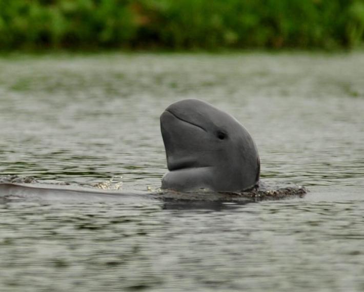 Dolphin found in the Kedang Rantau River