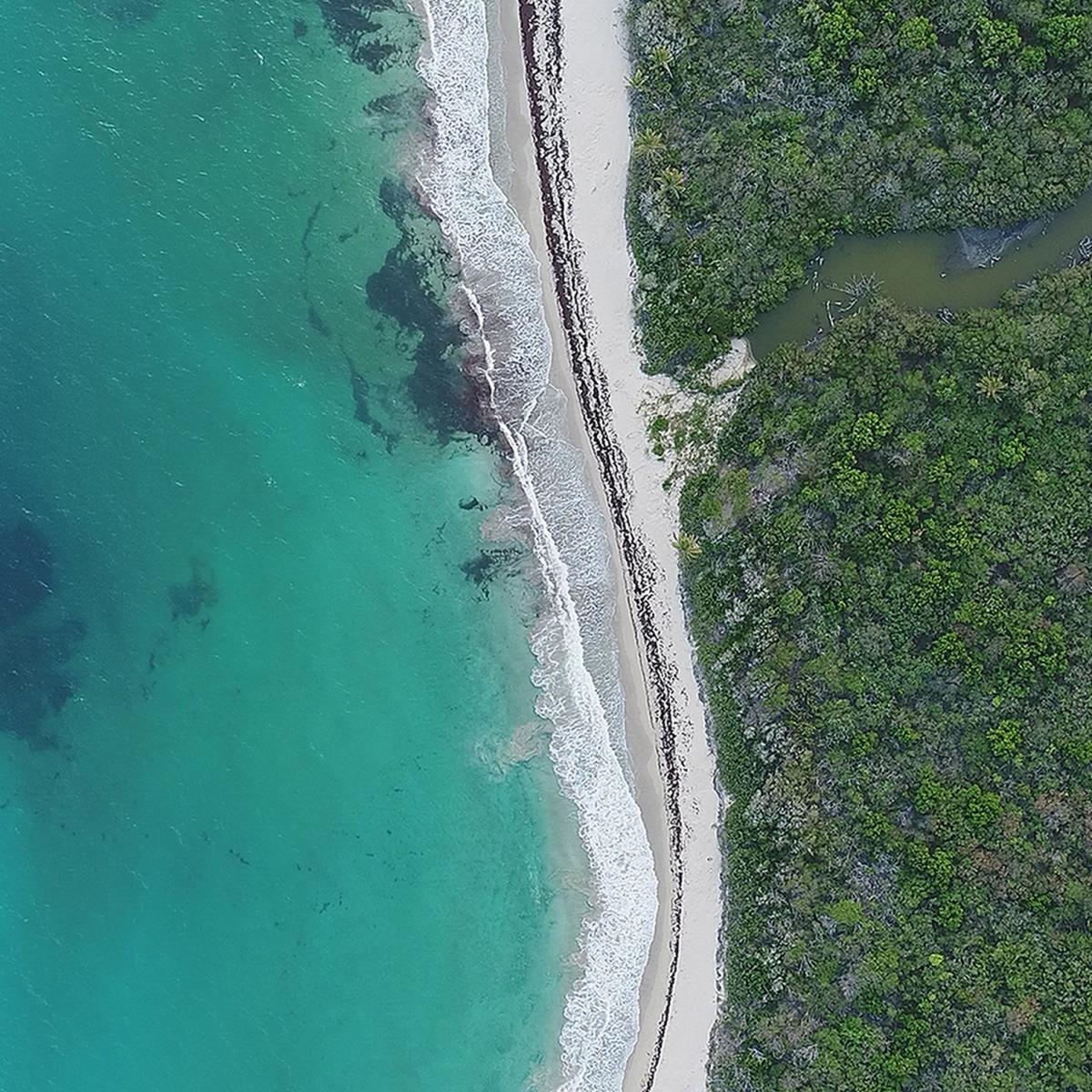 Sargassum just starting to be visible on 8 June 2018 in Rendezvous Bay / Credit  Phikwe Goodwin, Antigua Sea Turtle Project, Antigua & Barbuda.