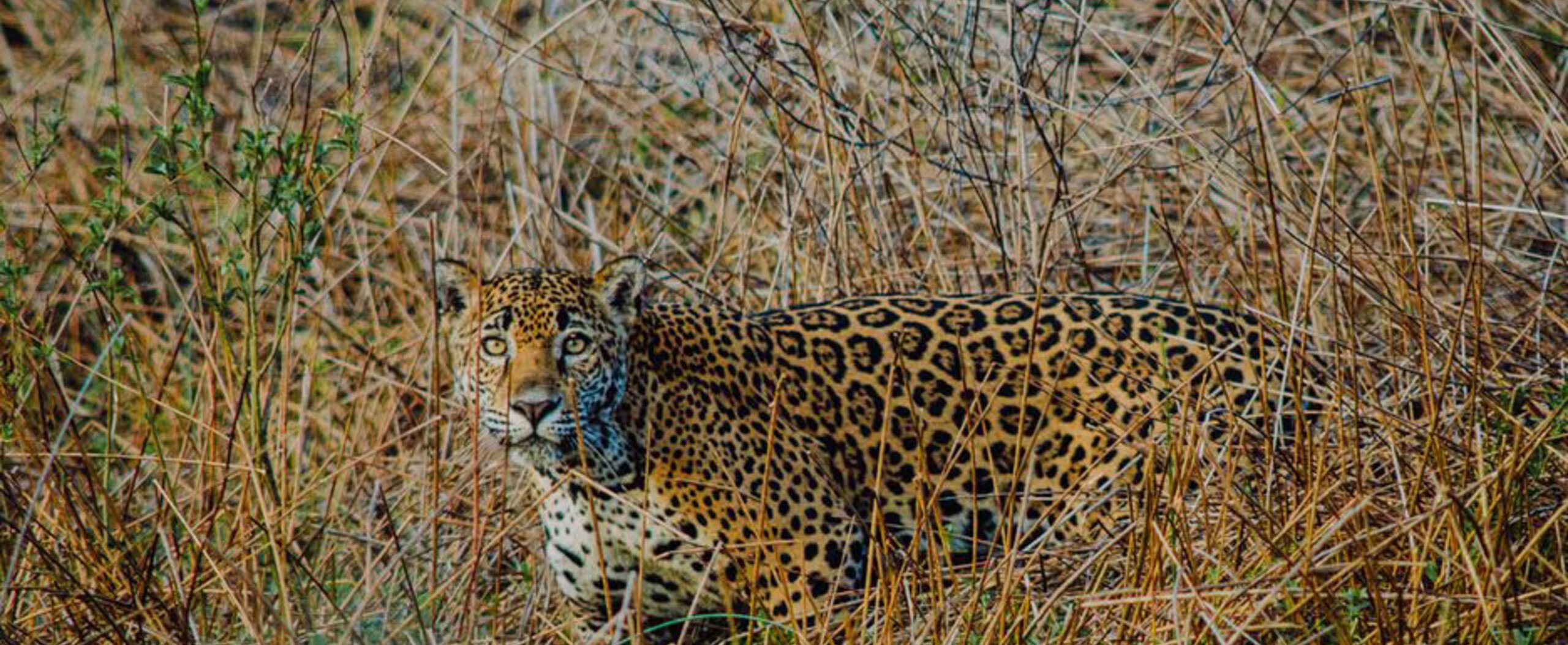 Naarit jaguar of mangroves