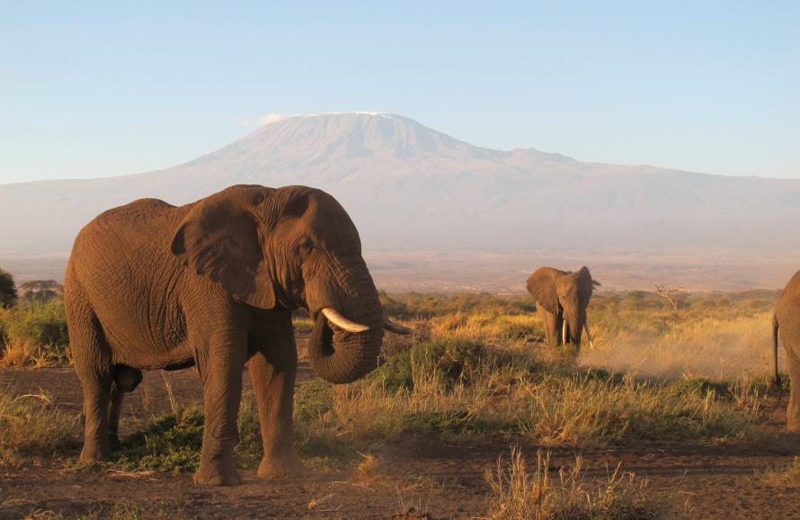 East Africa Elephant
