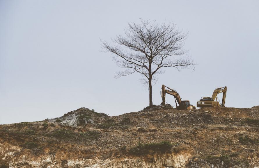 Tree by an excavator