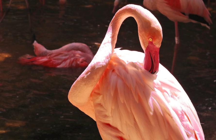A flamingo with others in the background