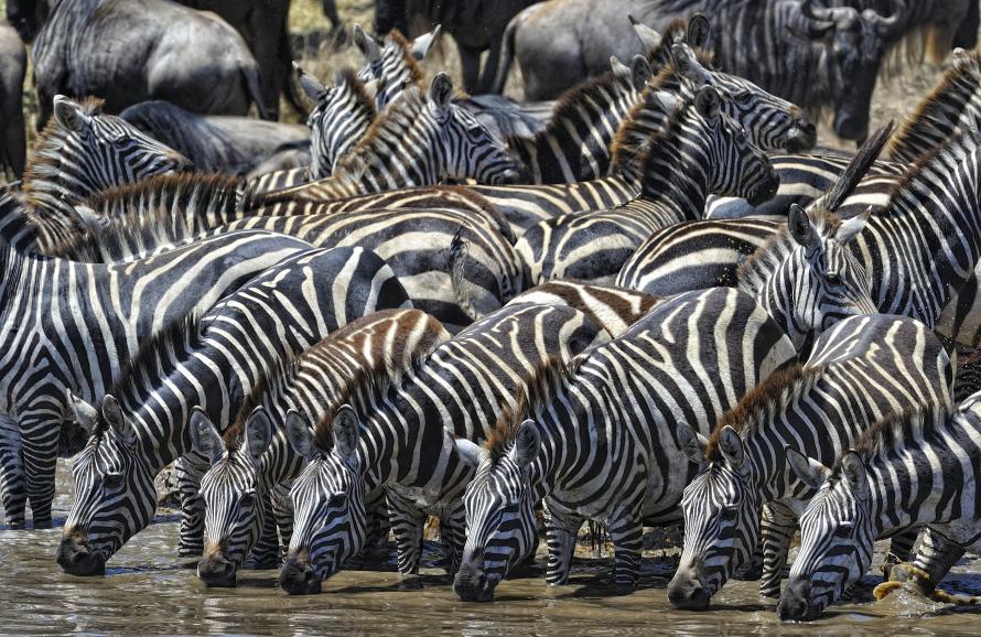 zebras at a watering hole in Tanzania