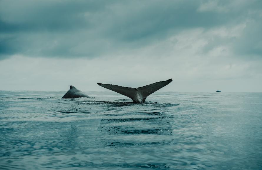 two humpback whales 