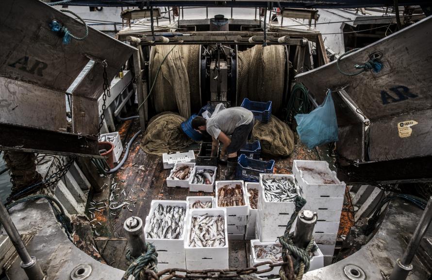 A man sorting fish in the hold of a fishing vessel