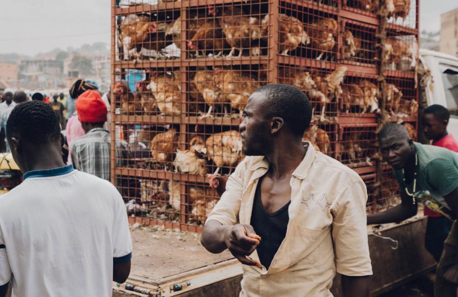 uganda market with chickens in cages