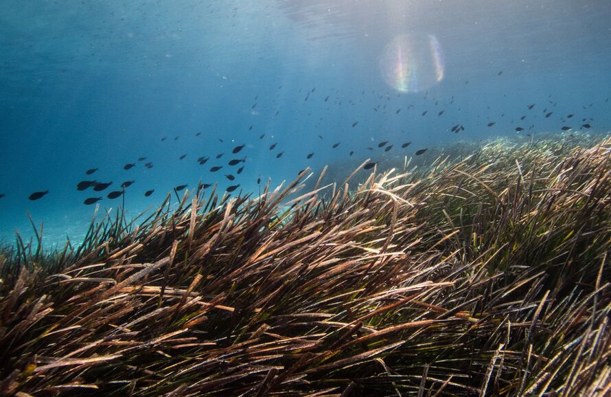 seagrass underwater