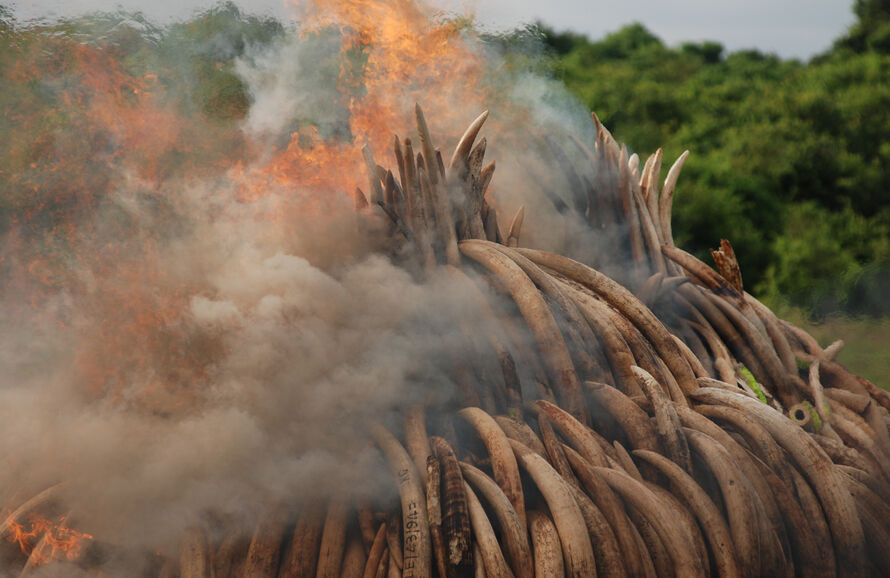 a burning pyre of ivory tusks