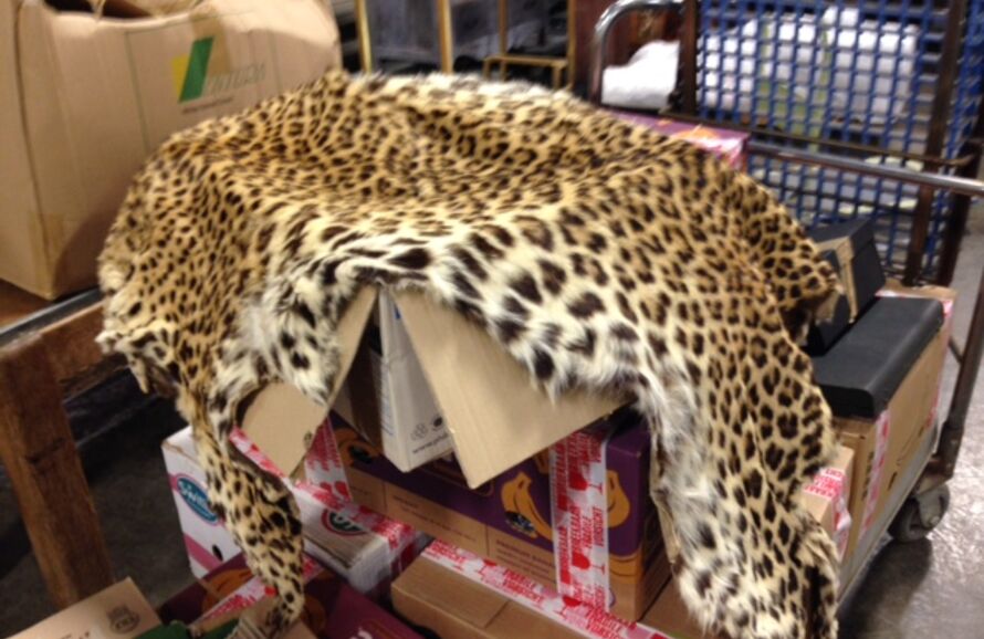 a leopard skin atop crates and other packages, seized from airport cargo.