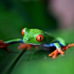 Frog in rainforest
