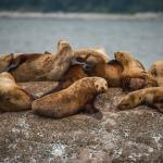 Herd of seals resting
