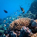 Fish swimming in a coral reef