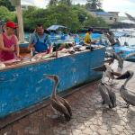 Fish Market stall crowded with pelicans in Ayora Port