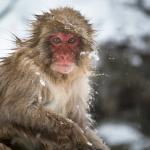 Monkey in the snow