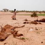 Tribal chief walks past local livestock killed by drought in Niger