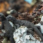 marine iguanas on a rock