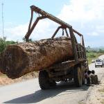 a tree trunk being transported by truck 