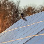 owl perched on solar panels
