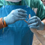 gloved hands giving medicine to a bird 