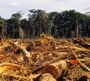 REDD – Reduced Emissions from Deforestation and Forest Degradation
