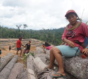 Protecting the Last Forest of Lamandau
