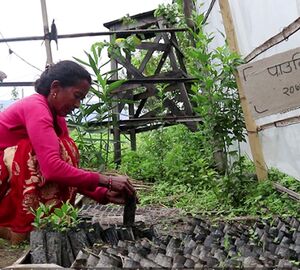 Nepali women’s bid to use international carbon money to rejuvenate land and economy