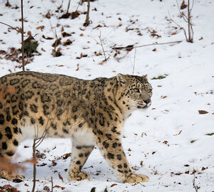 India needs to be more transparent in snow leopard conservation: US biologist