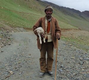 In remote Himalayas, Indian herders are finding new ways around climate change