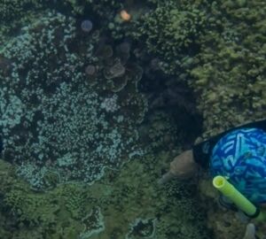 Is it possible to save a damaged coral reef?
