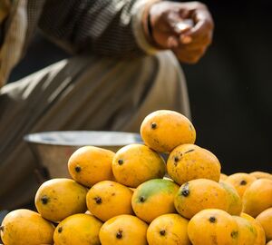 Climate blight is harming the mango