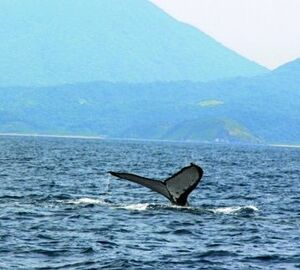 Humpbacks lure whale watchers to Babuyan