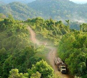 Stop Support to Industrial Logging in Congo Basin, France Told