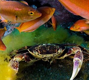 Chile establishes the largest marine protected area in the Americas
