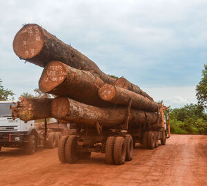 Governments, traders urged to stem Congo Basin timber trade
