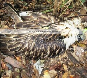 Critically endangered Philippine eagle found shot dead