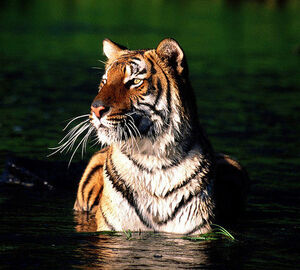 Only 100 Bengal tigers left in Bangladesh Sundarbans