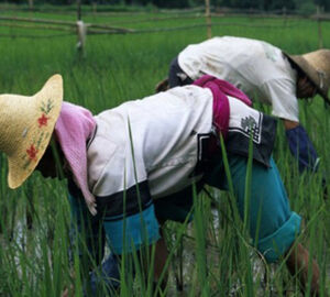 Can ecological agriculture feed China?
