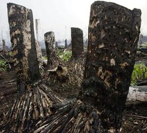 Massive deforestation in Indonesia alarming, study says