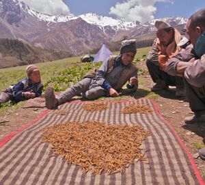 Nepal struggles to control craze for ‘Himalayan Viagra’