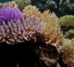 LIPI: 30.4% of Coral in Indonesia Broken
