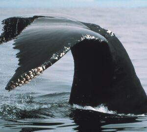 Whale dumps temper Antarctic warmth