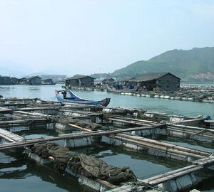 The “Real China Aquaculture Experience&quot; Field Trip