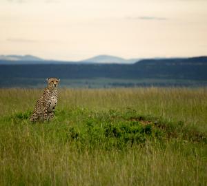 Cheetah in an open field